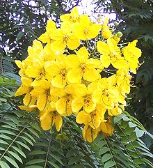 Senna Flowers & Leaves