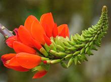 Basul Flower Head