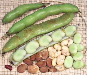 Fava Beans, fresh, dried, pods