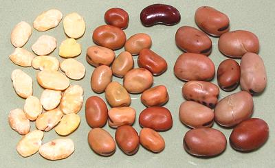 Ful Beans, soaked, dried, peeled