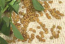 Fenugreek Seeds