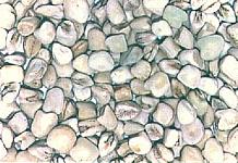 Grass Pea