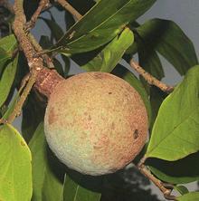 Kapas Fruit