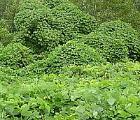 Kudzu vines