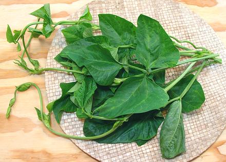 Long Bean Vines with Leaves