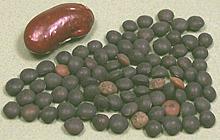 Black Lentils