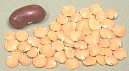 Red lentils (dal)
