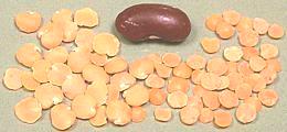 Red lentils & Masoor dal