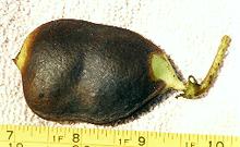 Dried Morama Bean Pod