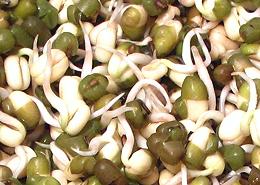 India Mung Sprouts