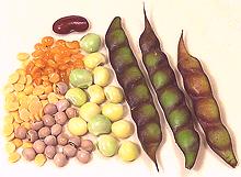 Pigeon Peas, pods, fresh dried, dal