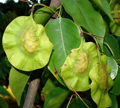 Fruit and Leaves of Pterocarpus Indicus