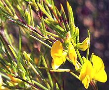 Flowering Rooibos Plant