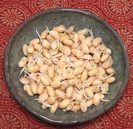 Soy Sprouts - India