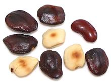 Tamarind Seeds and Seed Kernels