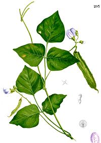 Drawing of Plant