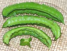 Fresh Winged Bean Pods