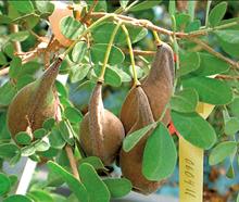 Yeheb Pods on Shrub