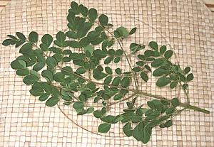 Leaves