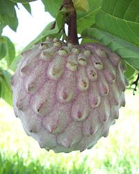 Llama Fruit on Tree