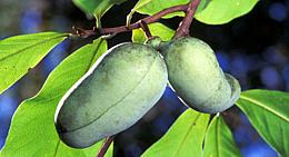 Pawpaws on Tree