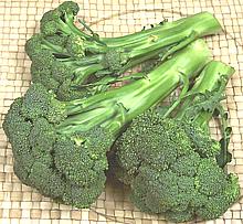 Broccoli