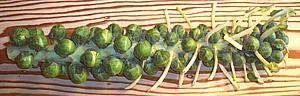 Brussels Sprouts