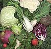 Cabbage Family