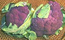 Purple Cauliflower