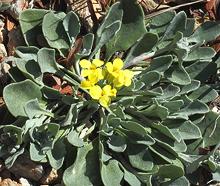 Flowering Bladderpod Plant