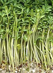 young plants