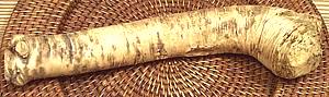 Horseradish root