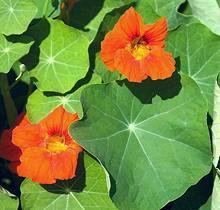 Flowers, Leaves