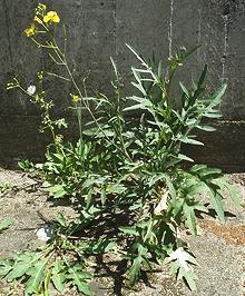 Flowering Wild Rocket Plant