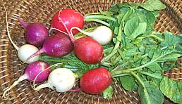 Whole Red, Purple and White Radishes