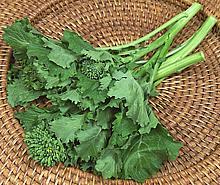 Rapini