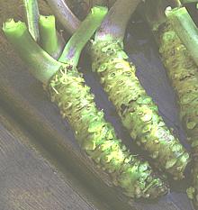 Wasabi rhizomes