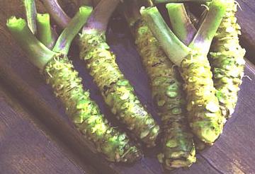 Wasabi Rhizomes