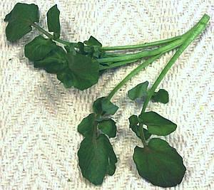 Frond of Watercress