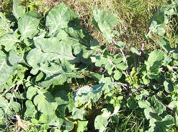 Wild Cabbage