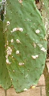 Cochineal Infested Cactus Pad