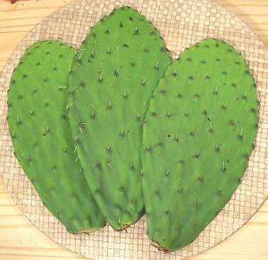 Prickly Pear Cactus pads