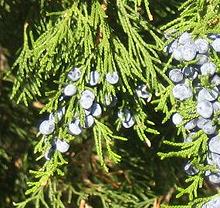 Juniper