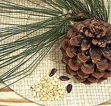 Pine Cone, Needles & Seeds