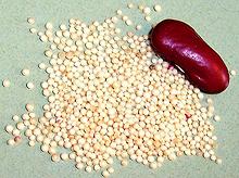 Amaranth seeds