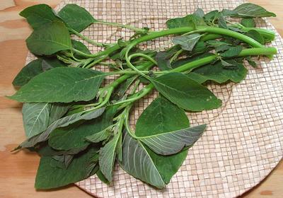 American Amaranth Stems with Leaves
