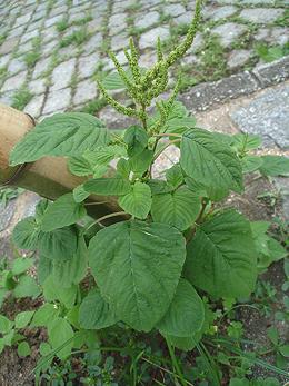 Green Amaranth, Growing Plant