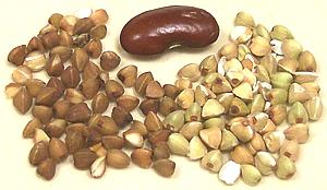 Buckwheat Groats