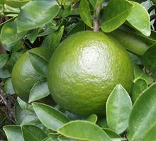 Cam Xanh Fruit on Tree