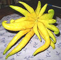 Many Fingered Citron